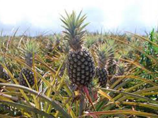 Pineapple fibers
