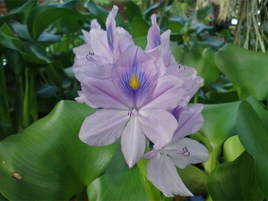 Water Hyacinth Fiber